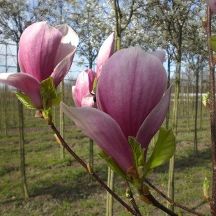 Magnolia ‘Red Lucky’
