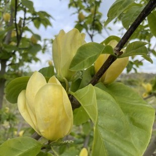 Magnolia brook. ‘Yellow Bird’ meerstammig breed M