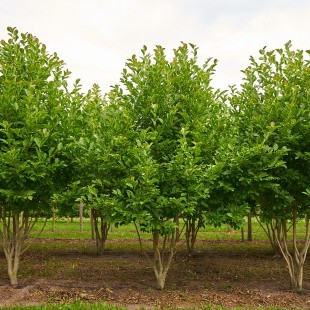 Magnolia loebneri ‘Merrill’ meerstammig breed-M