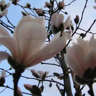 Magnolia loebneri ‘Merrill’