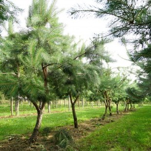 Pinus sylvestris karakteristiek